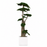 ÁRBOL JUNIPERUS 160 CM.