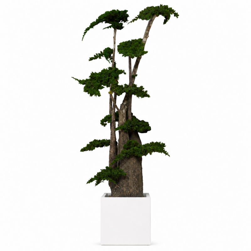 ÁRBOL JUNIPERUS 190 CM.