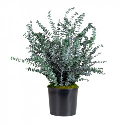 PLANTA BABY BLUE