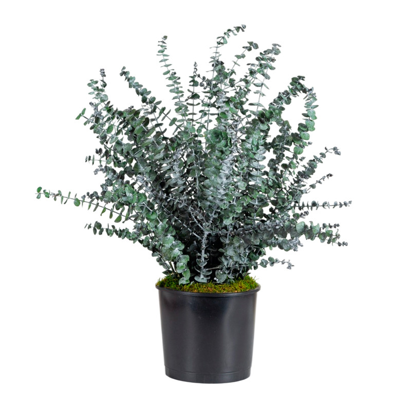 PLANTA BABY BLUE