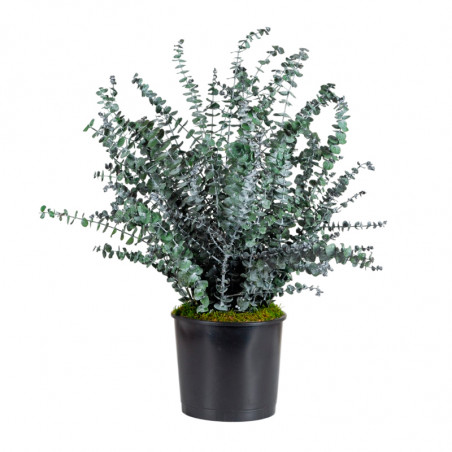 PLANTA BABY BLUE