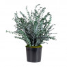 PLANTA BABY BLUE
