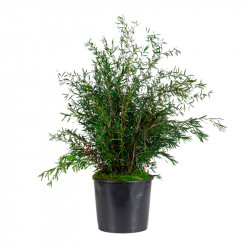 PLANTA LEPTO