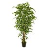 FICUS VARIEGATA 210