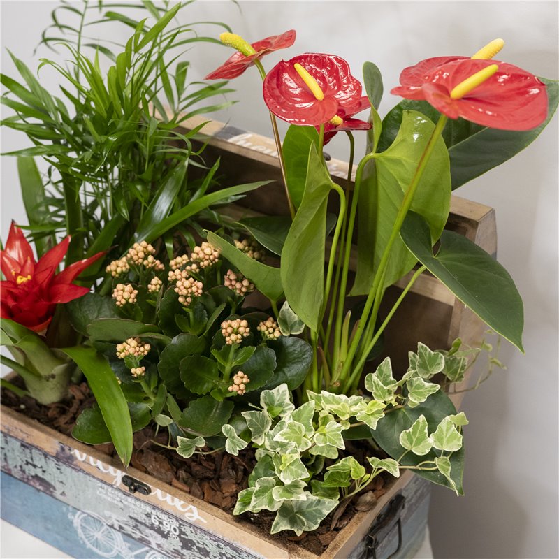 Pianta Box PLANT BOX