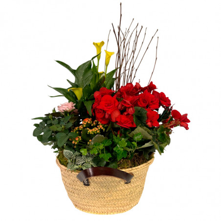 CANASTO MIX DE PLANTAS