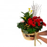 CANASTO MIX DE PLANTAS