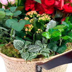 CANASTO MIX DE PLANTAS