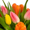 LUXURY TULIPS