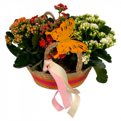 CANASTO DE KALANCHOES