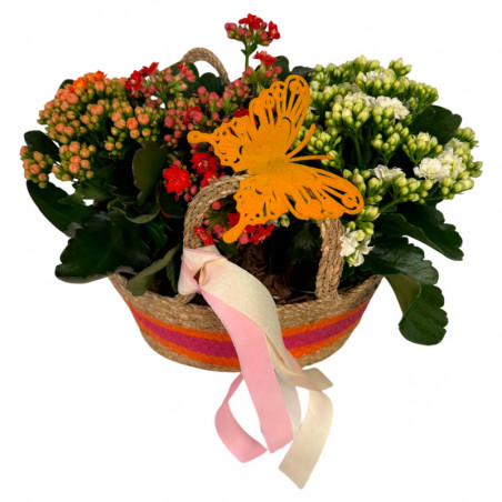 CANASTO DE KALANCHOES