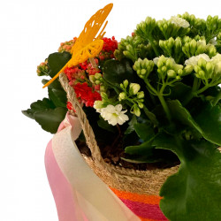 CANASTO DE KALANCHOES