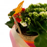 CANASTO DE KALANCHOES