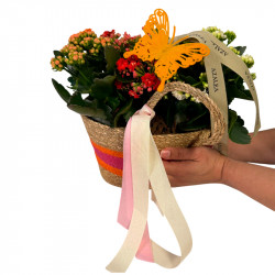CANASTO DE KALANCHOES