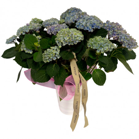 HORTENSIA MAGIC AZUL