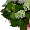 HORTENSIA MAGIC AZUL