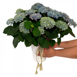 HORTENSIA MAGIC AZUL