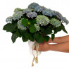 HORTENSIA MAGIC AZUL