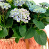 BOLSO HORTENSIA MAGIC AZUL