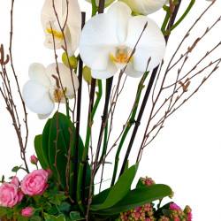 CENTRO DE ORQUÍDEAS ALEGRÍA