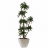 ÁRBOL TOPIARI PARVILFOLIA 190 CM.