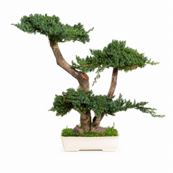 BONSAI JUNÍPERUS 50 CM.