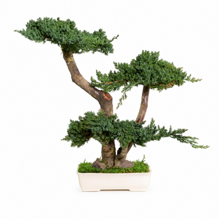 BONSAI JUNÍPERUS 50 CM.