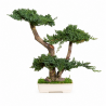 BONSAI JUNÍPERUS 50 CM.
