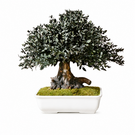 BONSAI PRESERVADO PARVIFOLIA