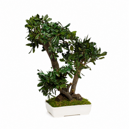 BONSAI TOBIRA