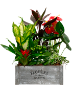 Regala Plantas a domicilio en Madrid - Floristería Azalea